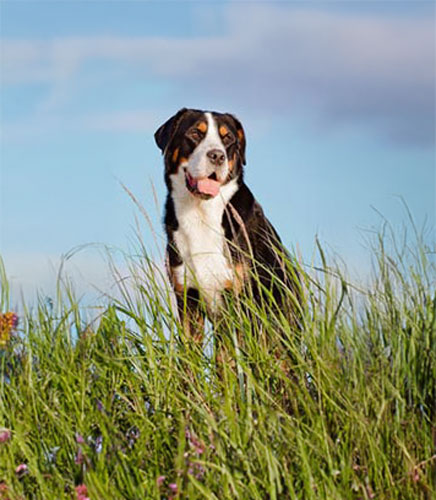 Dog In Grass Field